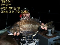 ((한사리))두미.욕지.갈도 또! 대물55cm52cm4짜후반들부터! (주말출조 예약중)