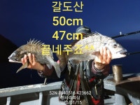 ((한사리))두미&갈도 52-52-50-47-46-46cm 걸면5짜80%입니다 (예약필수) 인터넷바다낚시 - 대한민국 바다낚시 포탈사이트