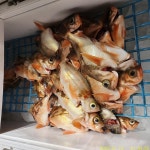 [뉴거제호] 먼바다 왕열기 명절 전 기회는 단 2번뿐!