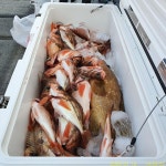 [뉴거제호] 먼바다 왕열기 명절 전 기회는 단 2번뿐!