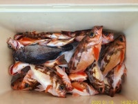 [뉴거제호] 먼바다 왕열기 명절 전 기회는 단 2번뿐!