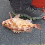 [뉴거제호] 먼바다 왕열기 명절 전 기회는 단 2번뿐!