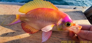 (南)남해조황 - [뉴거제호]열기 깡패급 시즌을 맞이하며~입질 외침은 필수