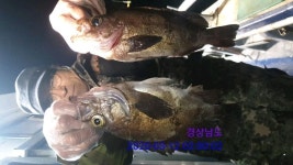 거제 새바다호 야간 밤볼락 쿨러조황입니다 인터넷바다낚시 - 대한민국 바다낚시 포탈사이트