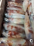 (南)남해조황 - 팔뚝!왕한치!~~씨알끝장!~~왕갈치+왕한치~(오늘1분예약가능=한치.갈치병행자리)