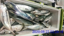 [여수비너스호]씨알급갈치와슈퍼고등어로쿨러가득채웠네요: