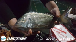 ((해림2호)) 두미도 가을 감성돔의 움직임 인터넷바다낚시 - 대한민국 바다낚시 포탈사이트