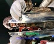 통영해성피싱 4~~5지가 많이나왔네요