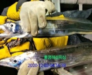 통영해성피싱 갈치퍼담아 왔습니다
