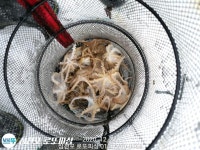 새해 알쭈꾸미 ~~~