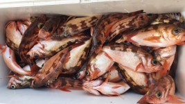 쿵쾅이 왕열기 타작쇼!! 뉴대양호오늘편