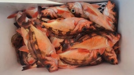 쿵쾅이 왕열기 타작쇼!! 뉴대양호오늘편