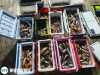 (南)남해조황 - 통영유림)오늘 4시30분 밤뽈락출조합니다.예약가능