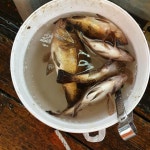 통영유림) 29일.30일 밤뽈락외줄출조 예약가능