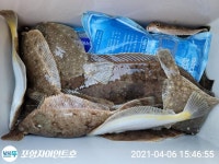 (東)동해조황 - 6일 조황 도다리.참가자미 마릿수 좋아요~