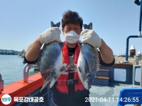 (西)서해조황 - 11일 강태공2호 감성돔낚시 씨알좋습니다