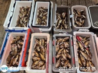 통영유림)) 17일 밤뽈락외줄조황(일요일부터예약가능)