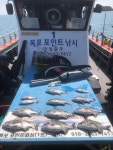 [목포감성돔] 19일 4짜 감성돔 조황 목포포인트낚시