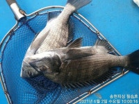 실시간 조황 - (감성돔)불감당 팅팅,4짜외 마릿수 손맛~