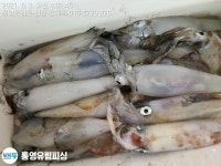통영유림피싱)왕~왕한치.개인300수부터~~ 금.예약가능