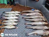 (西)서해조황 - 럭키스타 민어 농어 조황