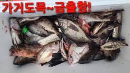 (西)서해조황 - 신안 가거도,홍도,만재도,태도 여름시즌답게 마릿수 조황