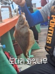 도다리 참소주아니고 참가자미! 오늘편! 금 토 일 나갑니다~♡ 뉴대양호