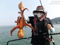 ((한사리))삼천포문어 개인50수에서~초보자10수보장 씨알도 제법굻직굻직하네요