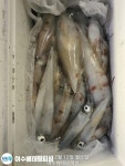 ((여수베테랑피싱)) 한치 잘 나오네요.내일10자리여유