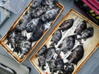 ((한사리))두미&갈도 흘림에 돌돔최고45cm부터~왕왕창 나오네요^^