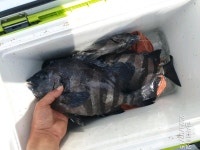 ((한사리))갈도산 돌돔(뺀지들)왕창&긴꼬리.일반벵에도 만땅!부시리까지합세!(주말출조예약중)