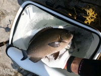 ((한사리))두미&갈도 돌돔(뺀찌)&긴꼬리.일반벵에.부시리.참돔 (뭐잡고싶습니까?말만하이소^^)