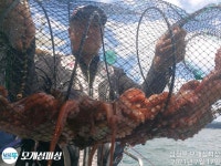 삼천포 돌문어 살아있습니다!!