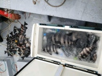 ((한사리))갈도 돌돔(뺀찌들)엄청난조과! 긴꼬리.일반벵에도 좋아요.부시리는 5-9방식 터져나가고!ㅠ