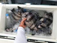 ((한사리))갈도 돌돔천국&긴꼬리.일반벵에조코! 부시리는 생각나면 물땝니다ㅎ^^