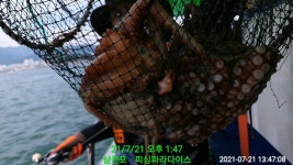 (南)남해조황 - 돌문어 신경전 끝났습니다 (내일 예약중)
