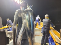 진도아라온피싱1호3호/우당탕 먼바다갈치