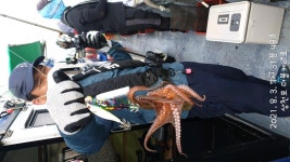 (南)남해조황 - 삼천포 돌문어조황! 주간반,오후/야간반 매일출조!