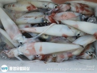 (南)남해조황 - 통영유림))먹물폭탄 왕한치 피팅다임 미친듯이~~금예약가