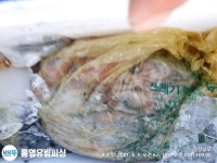 (南)남해조황 - 통영유림))먹물폭탄 왕한치 피팅다임 미친듯이~~금예약가