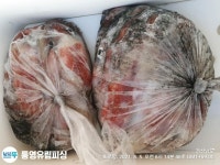 (南)남해조황 - 통영유림))먹물폭탄 왕한치 피팅다임 미친듯이~~금예약가