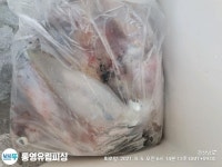 (南)남해조황 - 통영유림))먹물폭탄 왕한치 피팅다임 미친듯이~~금예약가