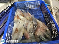 (南)남해조황 - 통영유림))먹물폭탄 왕한치 피팅다임 미친듯이~~금예약가