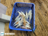 (南)남해조황 - 통영유림))먹물폭탄 왕한치 피팅다임 미친듯이~~금예약가