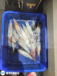 (南)남해조황 - 통영유림))먹물폭탄 왕한치 피팅다임 미친듯이~~금예약가