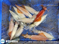 (南)남해조황 - 통영유림))먹물폭탄 왕한치 피팅다임 미친듯이~~금예약가