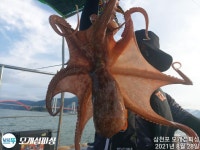 돌문어 계속 쪼삣하게 주야장창 달립니다!!