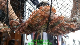 (南)남해조황 - ~~금일 연이어 돌돌돌 문어 갑질합니다