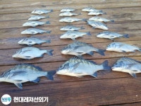(南)남해조황 - 풍화현대레저)감성돔 무늬오징어 마릿수조황