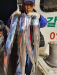 진도아라온피싱1호2호/진도권서해왕갈치쿨러가득가득~!!